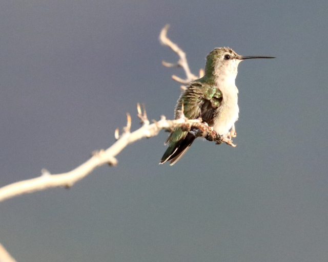 Hummingbird on a branch, facing the morning sun, wing feathers slightly floofed.