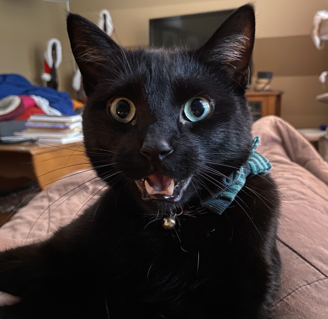A black cat with its mouth open and a surprised expression on its face.