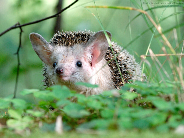 a hedgehog but with long floppy ears, nearly the length of its snout, looking cute af