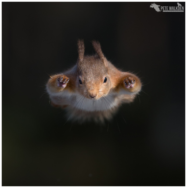 A red squirrel leaping towards the camera, impersonating a superhero. Up, up and away! From a magical day out in the Scottish Highlands.