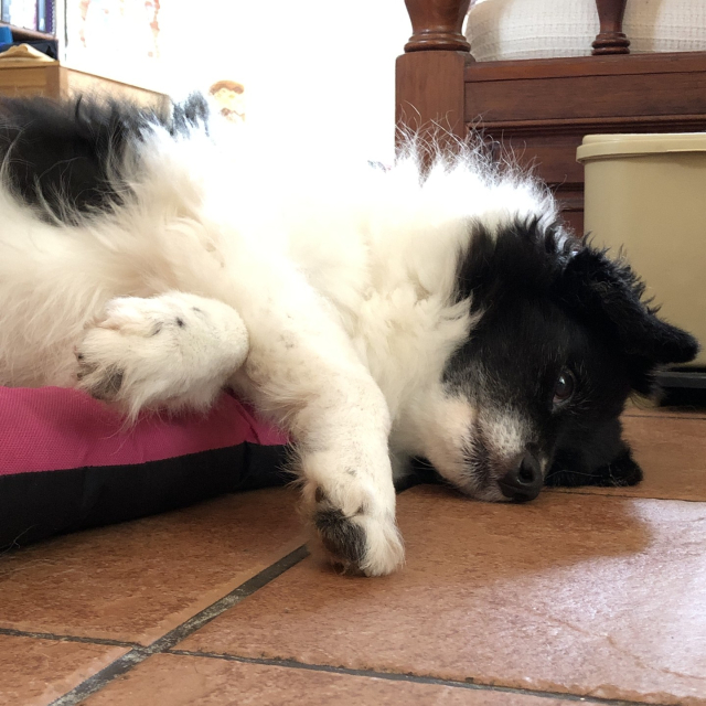 Mozzarello, my black and white and fluffy dog, spills outside of his pillow to rest his head on the floor.