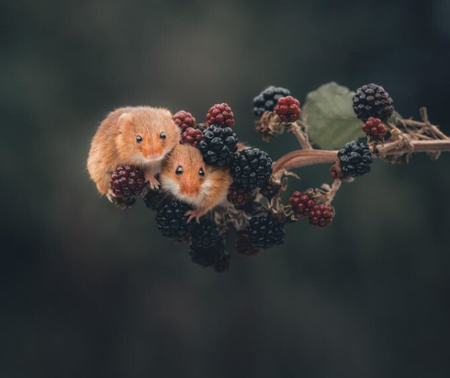 A stem of brambles with two little harvest mice clinging to the end of it. The brambles are reddish and black, the mice are ginger coloured.