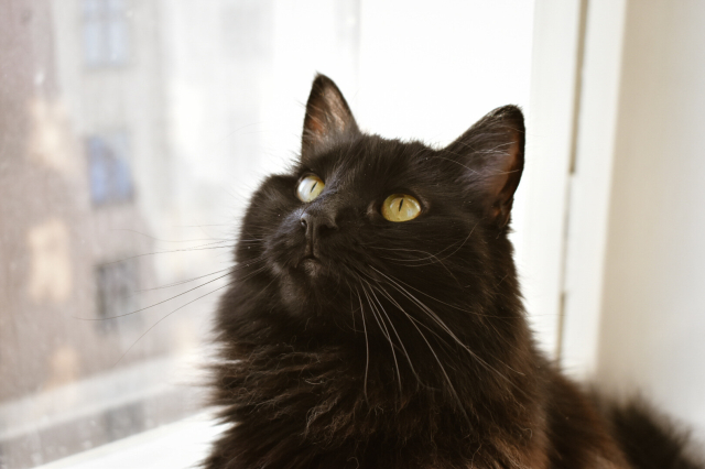 A fluffy black cat sitting by a window. The light streams in, turning the fur brown and reddish in places. Eyes are wide and yellow, whiskers long, ears perky, snack incoming.