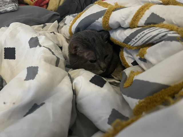 An angry cat nesting in blankets. 