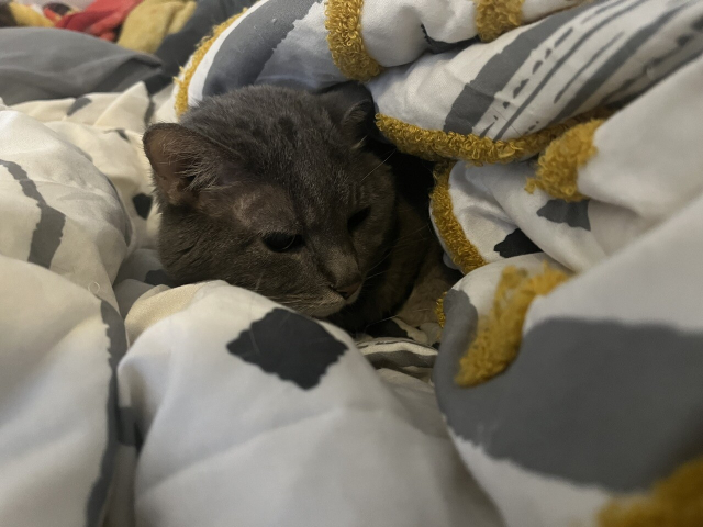 An angry cat nesting in blankets. 