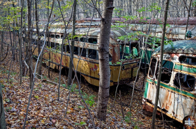 Decaying trolleys in a line running through a forest that is now overgrown, viewed looking down a leaf-strewn hill in the foreground. The most visible car is a yellow and white cat but behind it and to its right there are green and white T line cars common in the Boston area