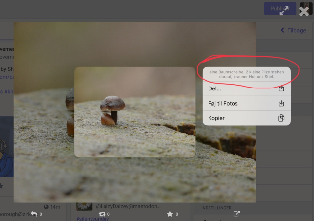 Screenshot of my desktop Mastodon. I’ve hold-clicked on an image (a nice photo of two teeny mushrooms). A smaller version of same image and the ‘Share / Add to photos / Copy’ menu have popped up. I’ve ringed the top of the menu where I can now see the caption the original poster has included.