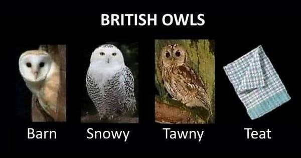 British owls.

Barn
Snowy
Tawny
Teat