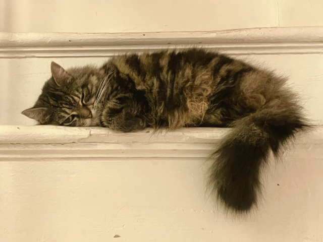 A long-haired tabby cat resting on a step of a white staircase. It looks like she’s having a bad hair day. Her tail is hanging out of the step. 