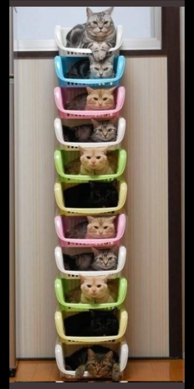 A stack of 11 plastic trays, each one of a different colour, each one containing one cat. All cats are looking into the camera. The picture has been edited: the two top trays/cats and the bottom one are all unique, but the 8 intermediate ones are in fact the same set of 4 trays with cats, copied and pasted.