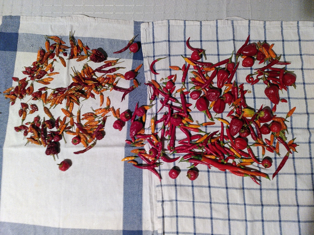 Lots of red and orange chilis of different varieties on top of some kitchen towels