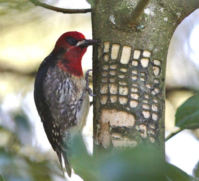 A small woodpecker with a bright red head is carving little symmetrical square-shaped holes into the bark of a tree. 