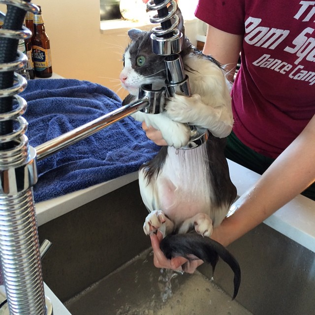 A black and white cat being bathed in a sink, looking terrified and desperately grabbing the tap.