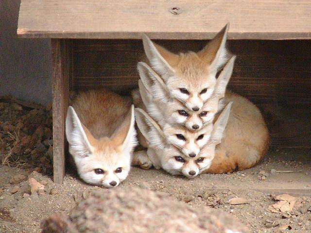 A picture of 5 fennec foxes underneath a low shelter box of some kind. One is alone on the left. The other four are vertically stacked, heads on top of each other.