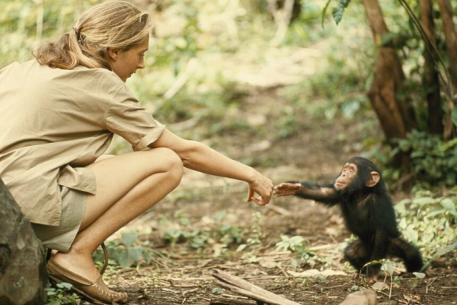 Jane Goodall and infant chimpanzee Flint reach out to touch each other's hands in Gombe, Tanzania.

Photo: Hugo Van Lawick/National Geographic