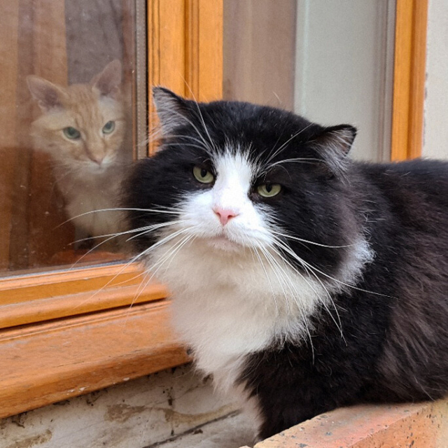a large fluffy black and white cat (a stray I feed) with an orange cat (my cat) in a window behind him looking intently