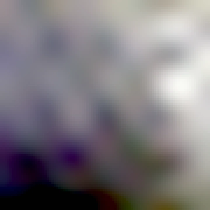 A very closeup photo of a single white snowflake sitting on the wing of a black raven. The detail is so sharp you can see the texture of the bird wing and the snowflake. 