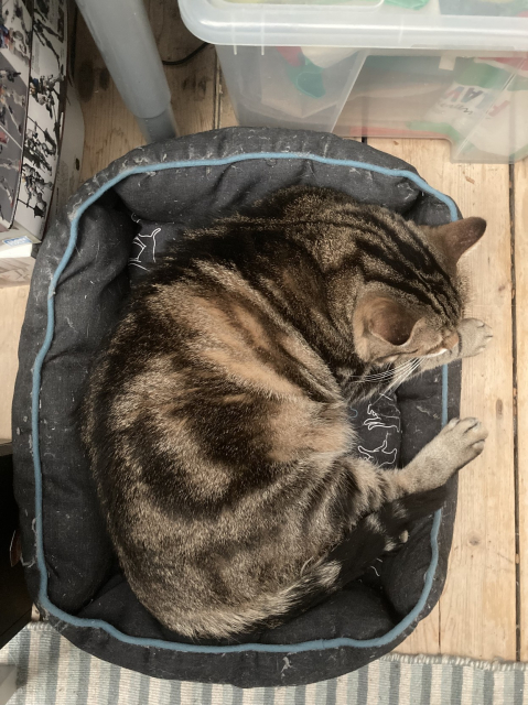 Vimes, a standard issue cat, dozing off in a cat bed that is slightly too small for him, right next to my desktop