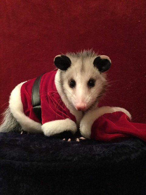 A photo of an extremely cute young American opossum in a Santa outfit