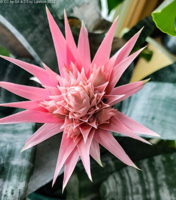 Spiky, pink flower with similar "sub-flowers" between the spikes