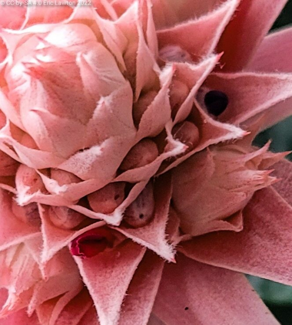 Close-up, showing sub-flowers