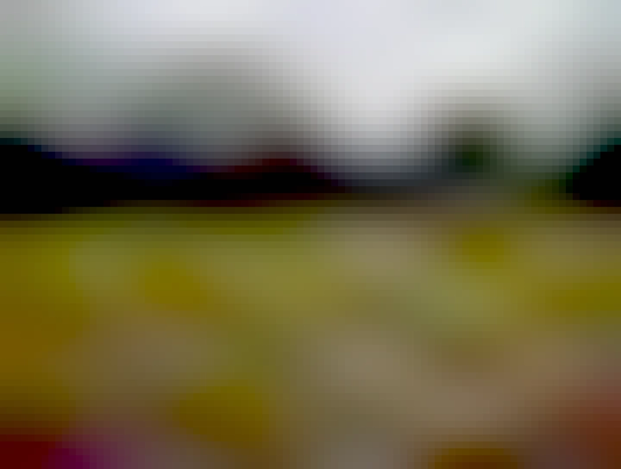 Looking for a distant shot of the bottom field edge with both Skippy and Panda visible near the treeline. Even into this more distant shot a llama muzzle appears at the right hand edge of the picture. Never try taking pictures near a llama that wants to be filled with biscuits, I guess.