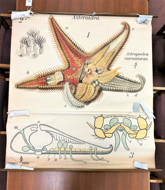 Anatomical color illustration of a starfish 