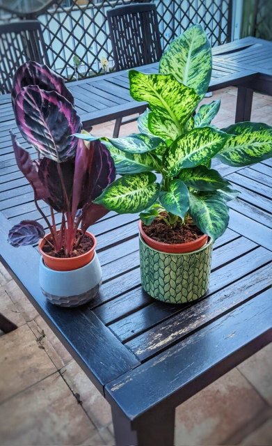 A purple calathea and a green Dieffenbachia seguine on top of a wooden table