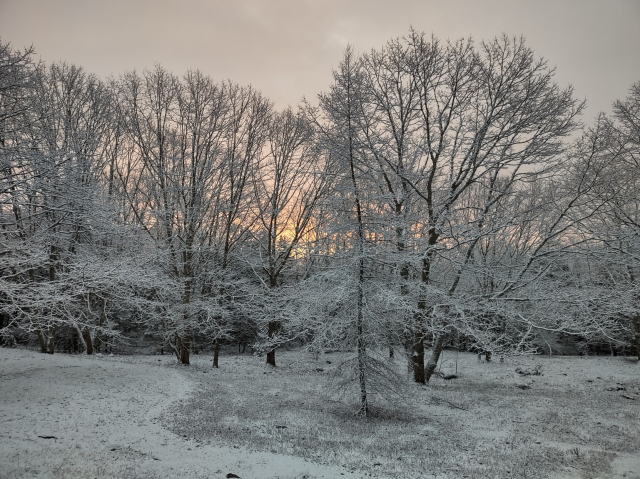 A thin coat of snow doesn't quite cover last year's grasses. Red oak trees fan their snow-lined branches to the sky. In front a larch reaches up with a gentle sway, as if to see the peach and gold sunrise behind them.