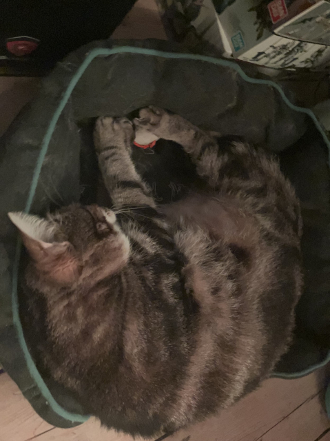 A sleepy cat on his cat bed