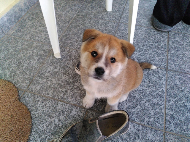 Bruna, a young brown puppy, standing between two shoes she was just playing with, looking into the camera. Looks very fluffy.