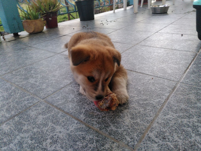 Bruna in the veranda, playing with a bone.
