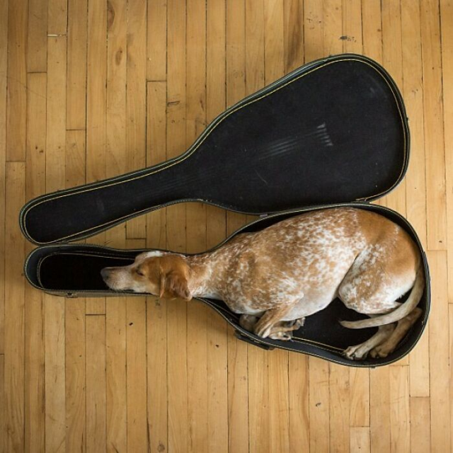 medium size doggo sleeping in a cello case