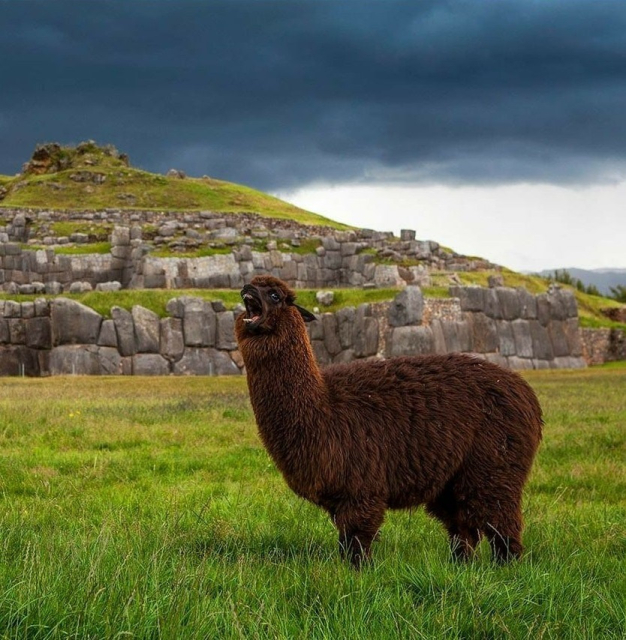 A llama going "AAAAAAAaaaaaaaa!"