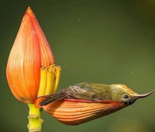 photo of a hummingbird resting on its back on a bright orange flower petal. Its head is tilted back, body limp. It appears to be having the week from hell. No, I'm not projecting. Hummingbirds have tough days, too 