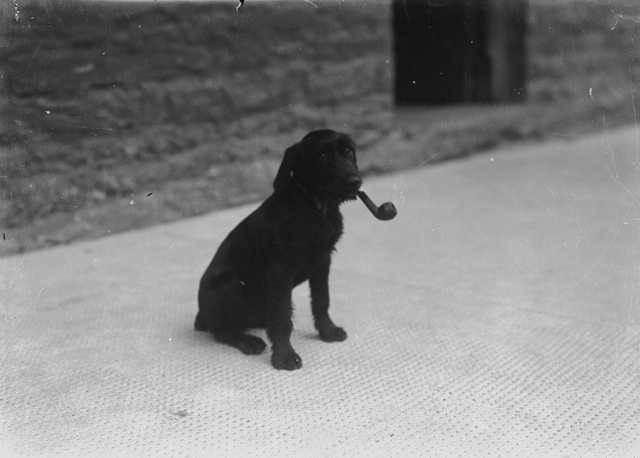 Black and white photo of a black dog with a pipe in its mouth. The dog is setting on its haunches on a sidewalk, in front of a darker stone building. 
Photographer: P B Abery (1877 or thereabouts to 1948)