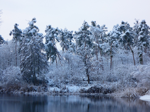a photograph of snowy trees and a lake in the foreground 