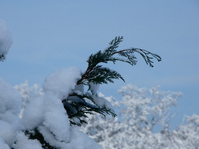 a close photograph of a treebranch with snow on top