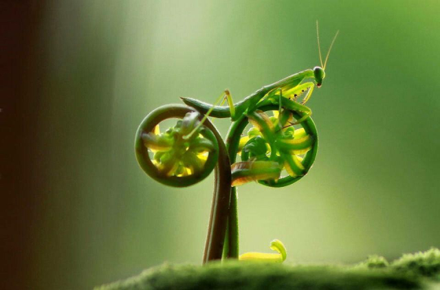 Cyclist praying mantis.
A mantis sits on two fern sprouts.