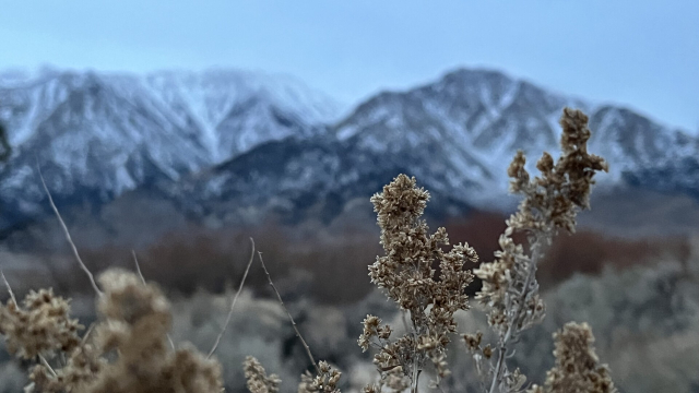 Closeup of dried desert plants with snow covered mountains behind under a cold grey sky