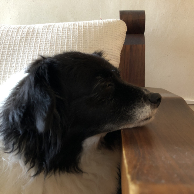 Mozzarello, mi perro blanco y negro, descansando su hocico sobre uno de los brazos de un sillón. Sus ojos están casi cerrados.