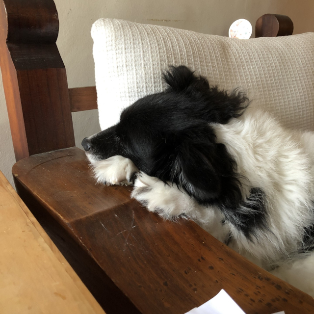 Mozzarello, mi perro blanco y negro, recargado sobre sus patas delanteras en el brazo del sillón.