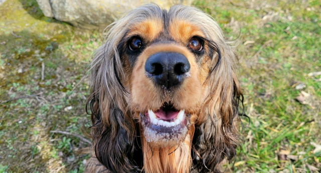 a black and tan sable english cocker spaniel with her mouth open smiling with her bottom teeth showing and slobber on her mouth