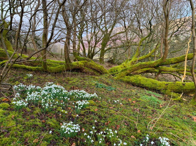 The multiple sprawling trunks of an old goat willow, covered in brilliant green moss, lie spreadeagled across a forest floor in late winter like the arms of a giant tree-octopus. The tree lives and has sent up many smaller vertical trunks from the fallen ones. Some pretty groups of snowdrops are in the foreground.