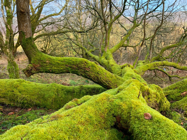 The multiple sprawling trunks of an old goat willow, covered in brilliant green moss, lie spreadeagled across a forest floor in late winter like the arms of a giant tree-octopus. The tree lives and has sent up many smaller vertical trunks from the fallen ones.