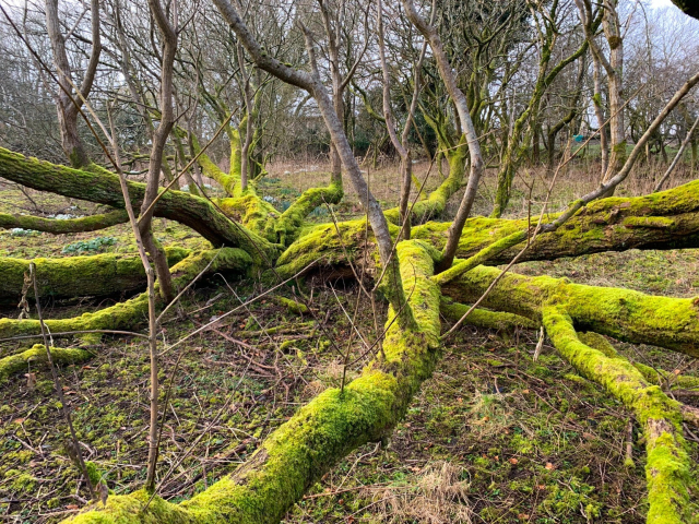 The multiple sprawling trunks of an old goat willow, covered in brilliant green moss, lie spreadeagled across a forest floor in late winter like the arms of a giant tree-octopus. The tree lives and has sent up many smaller vertical trunks from the fallen ones.