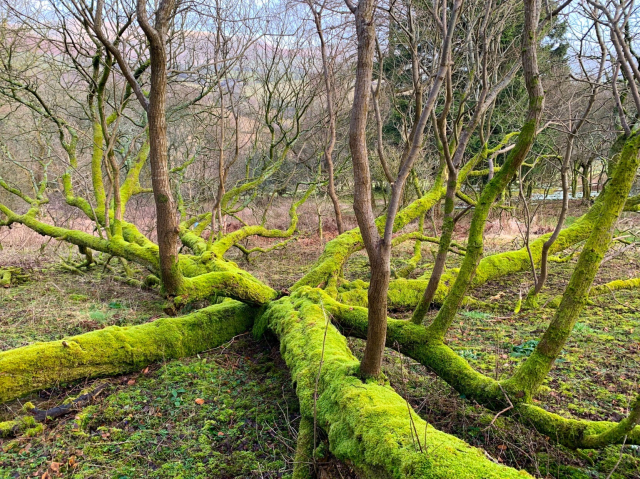 The multiple sprawling trunks of an old goat willow, covered in brilliant green moss, lie spreadeagled across a forest floor in late winter like the arms of a giant tree-octopus. The tree lives and has sent up many smaller vertical trunks from the fallen ones.