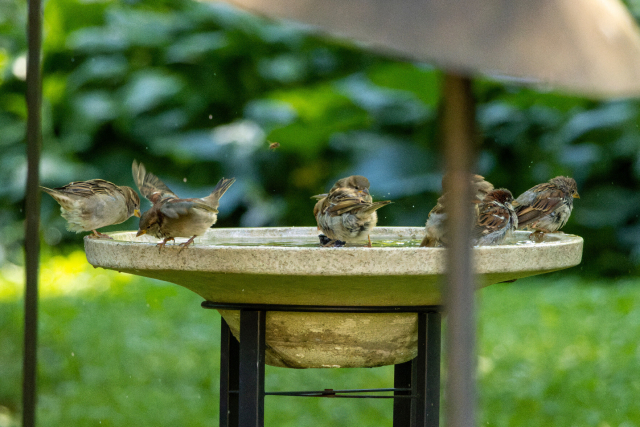 8 house sparrows all along the edges of a ceramic bird bath. they are in various states of flapping and bathing. one looks like its about to fall off the damn edge and has its wings splayed out. also theres a bee right in the middle above them, bees gotta drink too!