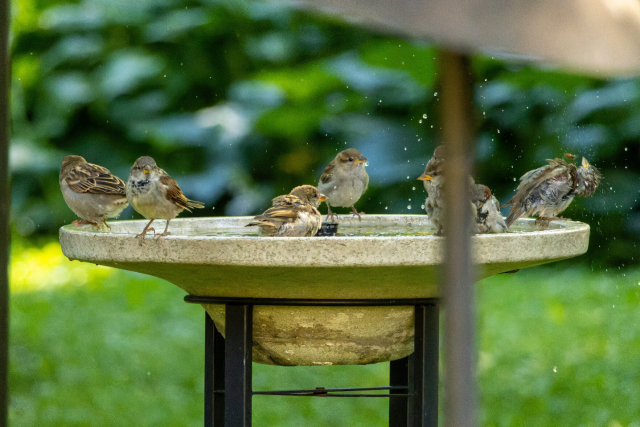 same scene a few moments later but now one of the extremely soggy sparrows who had been just bathing is doing a full spin head shake like a dog. the water droplets coming off of it are spraying everywhere including directly at the bee pictured in the last photo. the other sparrows are mostly just sitting calmly