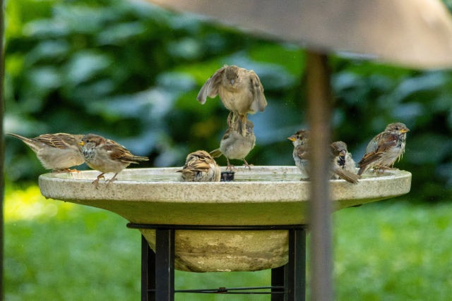 still at the bird bath but now weve got a jumper! one of the sparrows has leapt into the air right in the center of the bird bath as if its about to do a cannonball dive. the soggy sparrow is still looking very soggy despite its shaking of the water